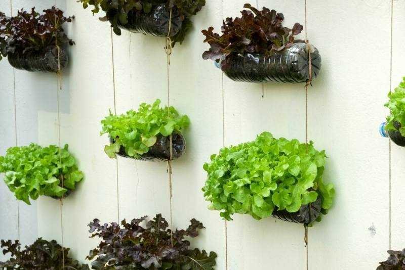 12 Alimentos que pode cultivar em garrafas de plástico