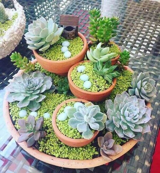 Ideias para mini jardim com suculentas