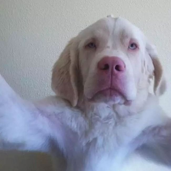 15 Animais com selfies mais legais que os seus selfie-animais-1
