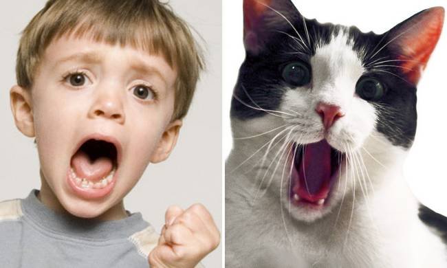 15 imagens mostrando que criancas e animais podem sentir as