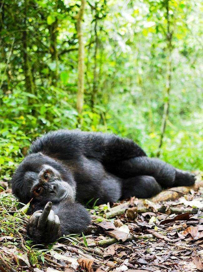 15 imagens mostrando que existe bom humor na vida selvagem