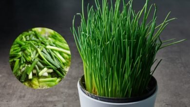 Cultivar a cebolinha em vaso: guia completo para sua horta em casa