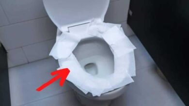 nunca mais coloque papel higiênico na privada, veja por quê!