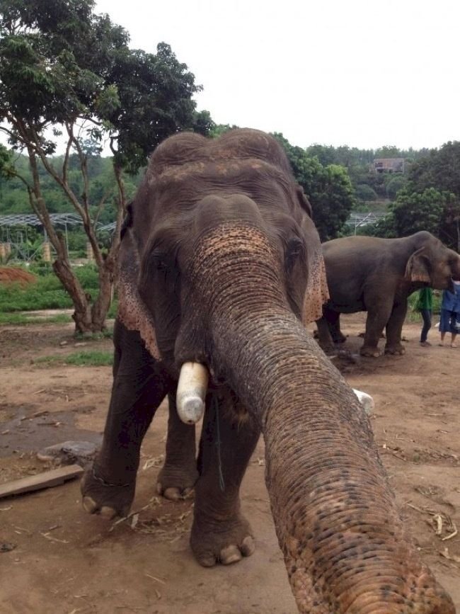 1749177247 137 15 Animais com selfies mais legais que os seus selfie-animais-5