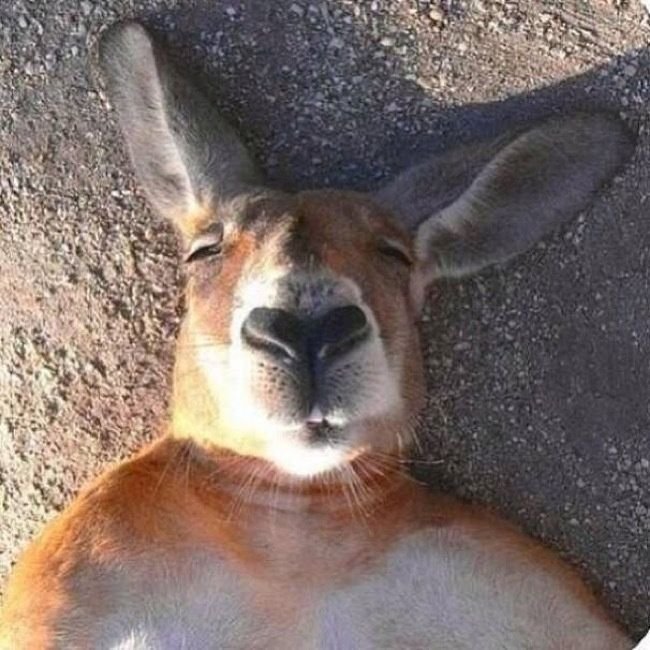 1749177247 389 15 Animais com selfies mais legais que os seus selfie-animais-2
