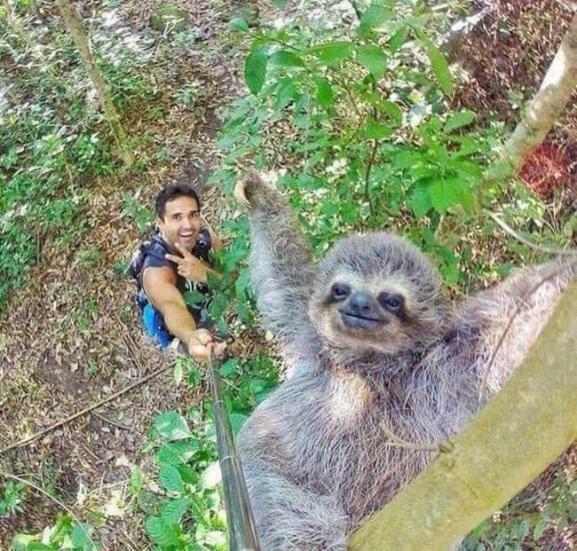 1749177247 427 15 Animais com selfies mais legais que os seus selfie-animais-7