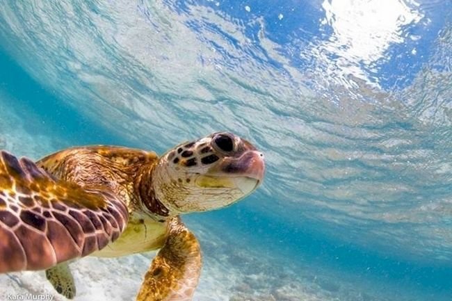 1749177247 446 15 Animais com selfies mais legais que os seus selfie-animais-10