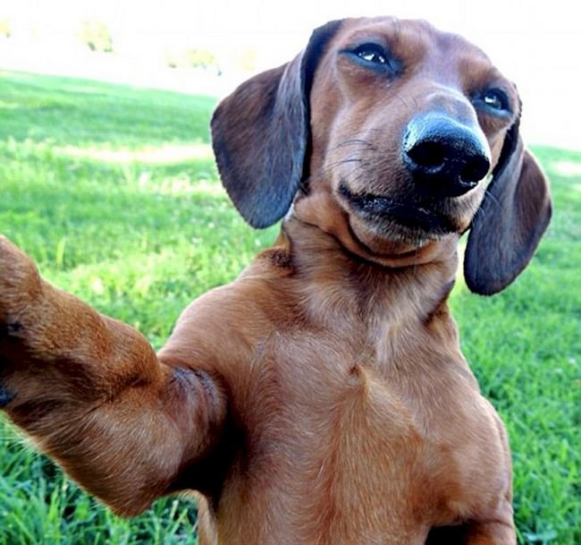 1749177247 453 15 Animais com selfies mais legais que os seus selfie-animais-8