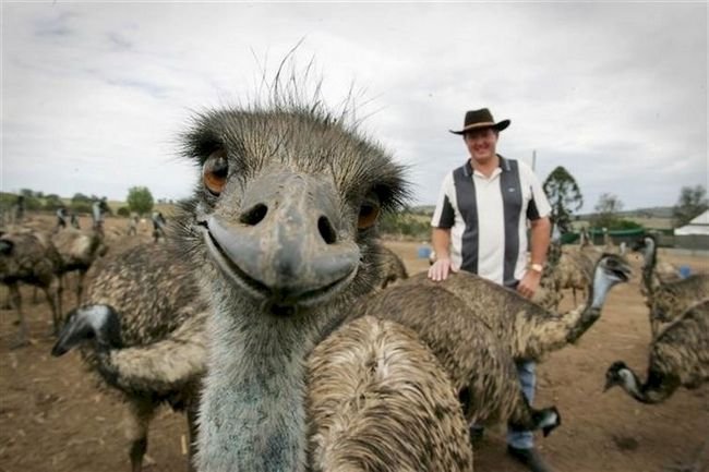 1749177247 45 15 Animais com selfies mais legais que os seus selfie-animais-3