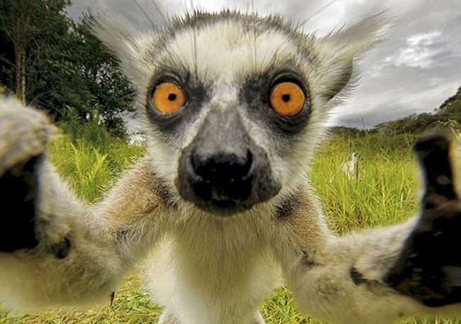 1749177247 474 15 Animais com selfies mais legais que os seus selfie-animais-4