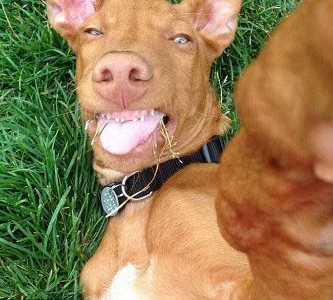 1749177247 843 15 Animais com selfies mais legais que os seus 15 Animais com selfies mais legais que os seus