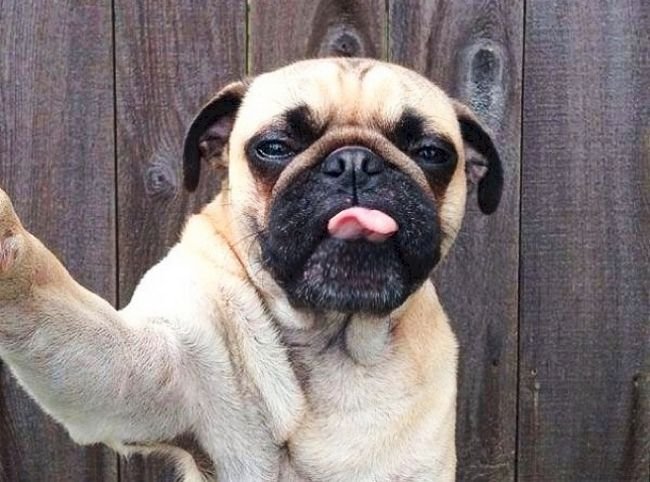 1749177248 132 15 Animais com selfies mais legais que os seus selfie-animais-13
