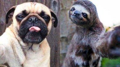 15 Animais com selfies mais legais que os seus