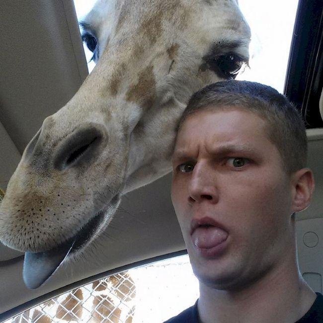 1749177248 371 15 Animais com selfies mais legais que os seus 15 Animais com selfies mais legais que os seus