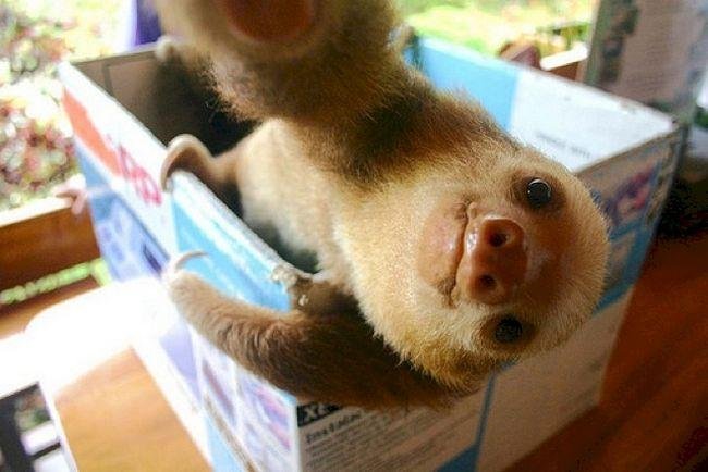 1749177248 416 15 Animais com selfies mais legais que os seus 15 Animais com selfies mais legais que os seus