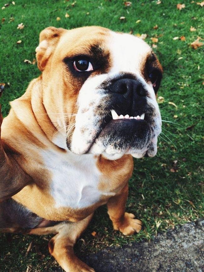 1749177248 831 15 Animais com selfies mais legais que os seus 15 Animais com selfies mais legais que os seus