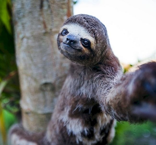 1749177248 873 15 Animais com selfies mais legais que os seus selfie-animais-12