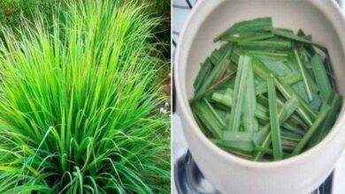 Cidreira tem efeito relaxante, calmante, analgésico, diurético, digestivo, antidepressivo e mais
