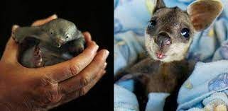 13 animais recém-nascidos que são uma fofura