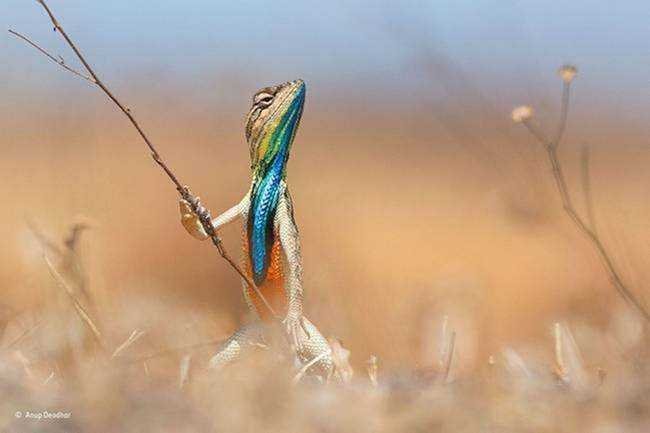 15 imagens mostrando que existe bom humor na vida selvagem