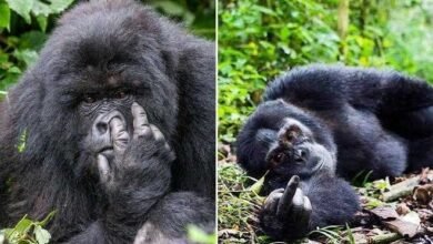 15 imagens mostrando que existe bom humor na vida selvagem