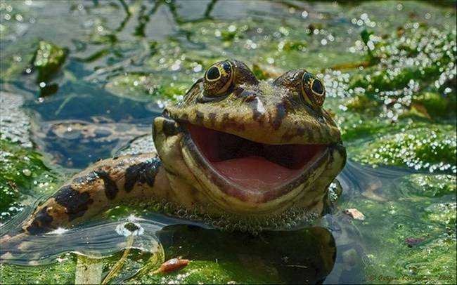 15 imagens mostrando que existe bom humor na vida selvagem