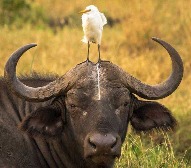 15 imagens mostrando que existe bom humor na vida selvagem