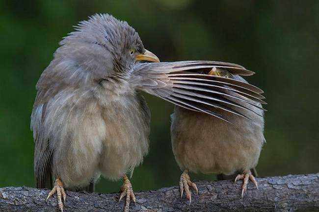 15 imagens mostrando que existe bom humor na vida selvagem
