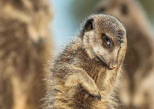 15 imagens mostrando que existe bom humor na vida selvagem