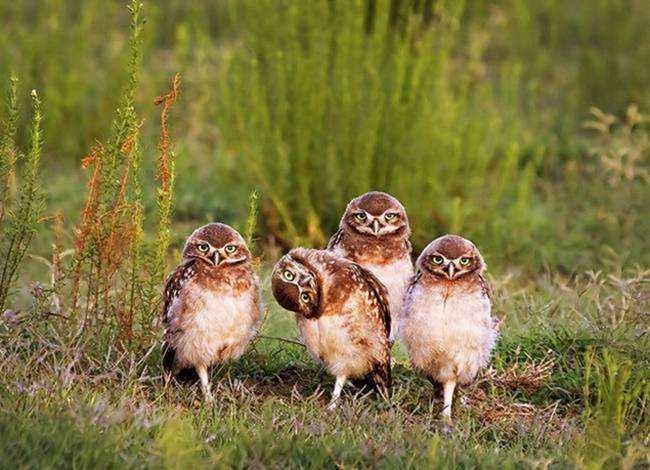 15 imagens mostrando que existe bom humor na vida selvagem
