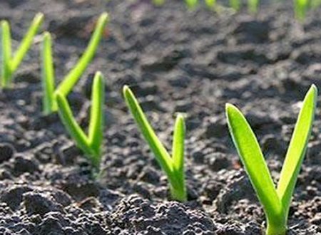 1749180545 203 Como plantar alho em casa passo a passo Como plantar alho passo a passo