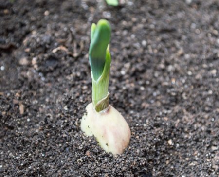 1749180545 4 Como plantar alho em casa passo a passo Como plantar alho passo a passo