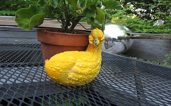 20frutas elegumes que parecem outra coisa