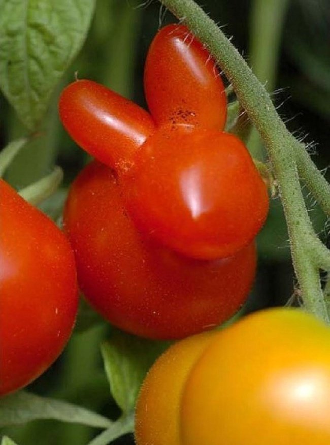 20frutas elegumes que parecem outra coisa
