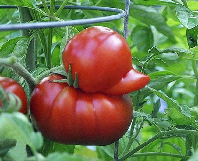 20frutas elegumes que parecem outra coisa