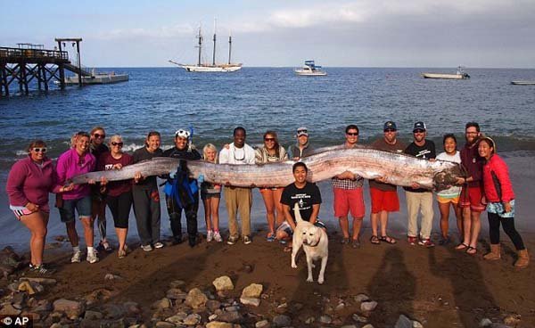 2.) Oarfish gigante: Estes peixes raramente vistos lavaram acima na costa, freaking para fora beachgoers.
