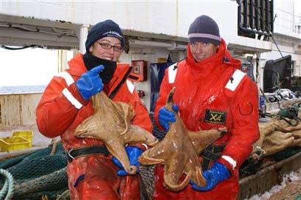 8.) Macroptychaster sea stars: These giant starfish were found by scientists in Antarctic waters in 2008. We THINK they were heard from again.