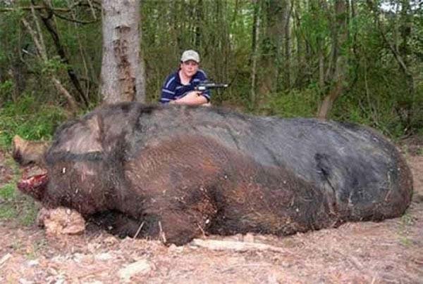 10.) Giant hog: This wild, giant hog was taken down by an 11 year-old hunter. Think it’s fake? His name was Jamison Stone (the boy, not the hog). The pig weighed 1,051 lbs and measured 9-feet-4 from the tip of its snout to the base of its tail.