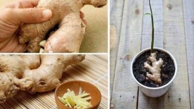 Como plantar gengibre dentro de casa