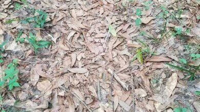 spotting-camouflage-snake-challenge-1