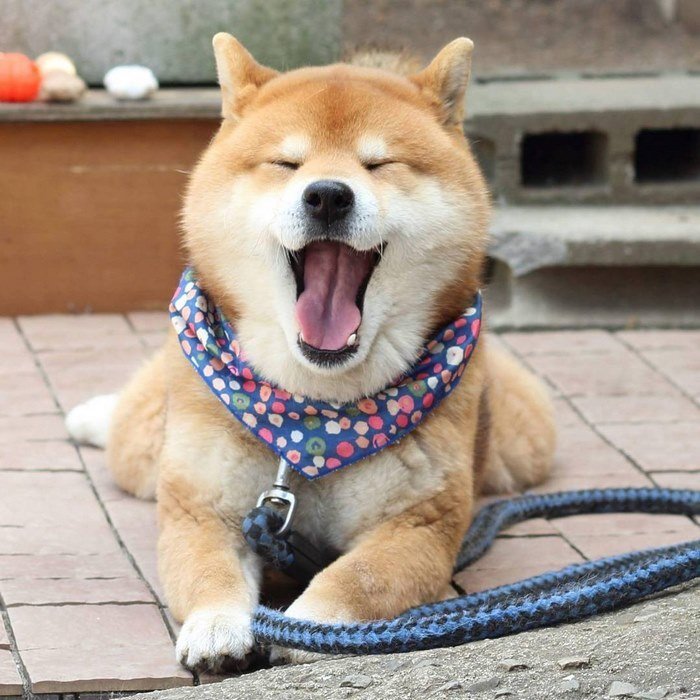 Cute-dog-shiba-inu-ryuji-japan-12