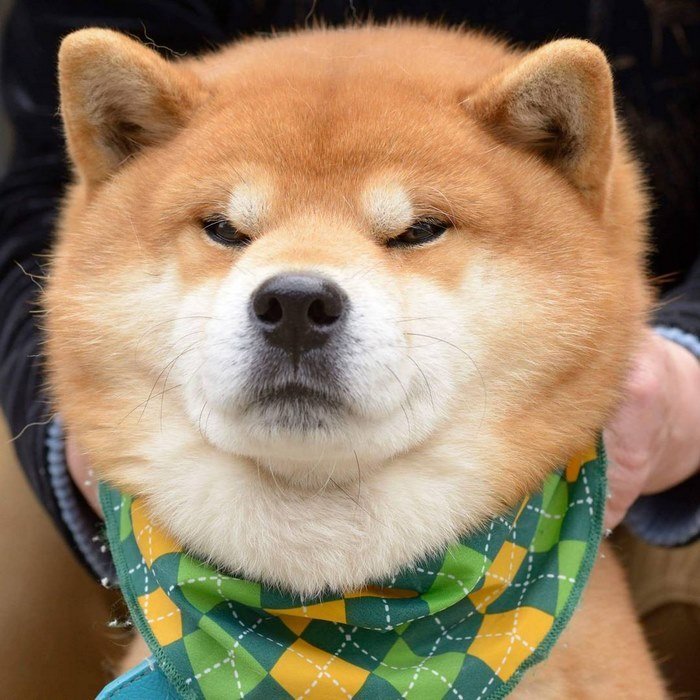 Cute-dog-shiba-inu-ryuji-japan-65