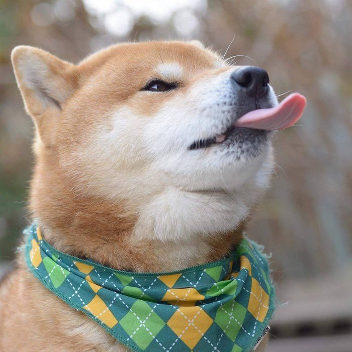 Bonito-cão-shiba-inu-ryuji-japan-23