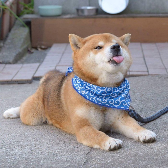 Cute-dog-shiba-inu-ryuji-japan-28