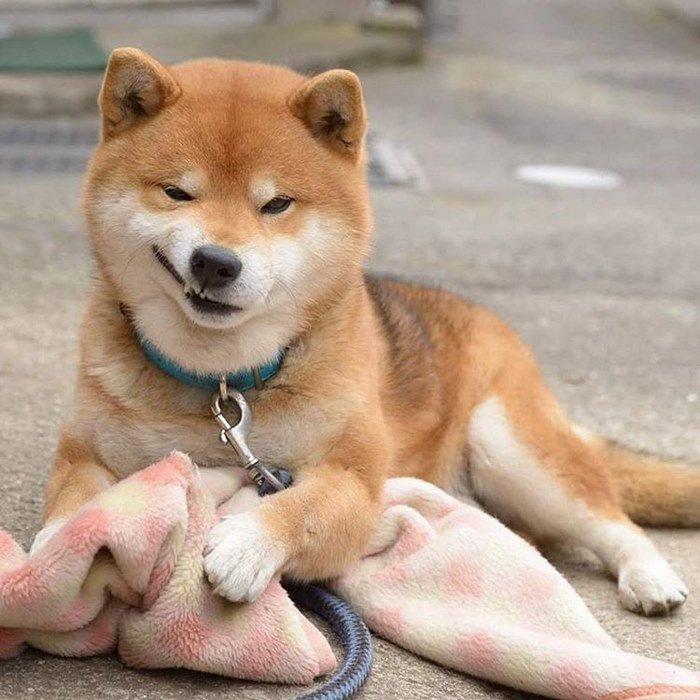 Cute-dog-shiba-inu-ryuji-japan-29