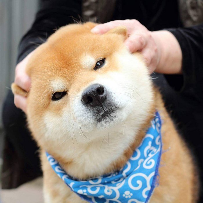 Cute-dog-shiba-inu-ryuji-japan-17