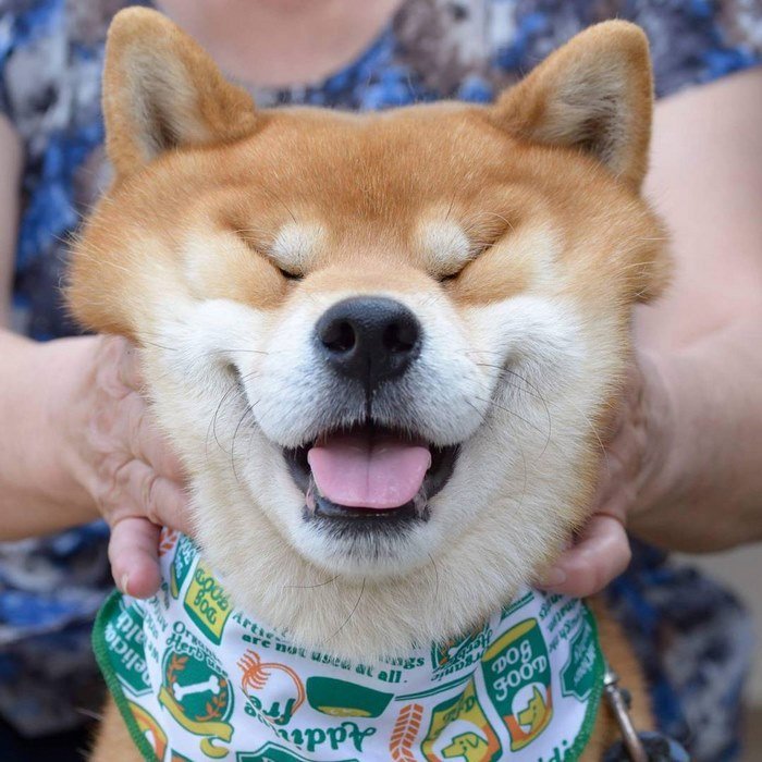 Bonito-cão-shiba-inu-ryuji-japan-68