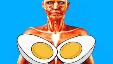 Veja o que acontece com seu corpo quando você come ovos todos os dias
