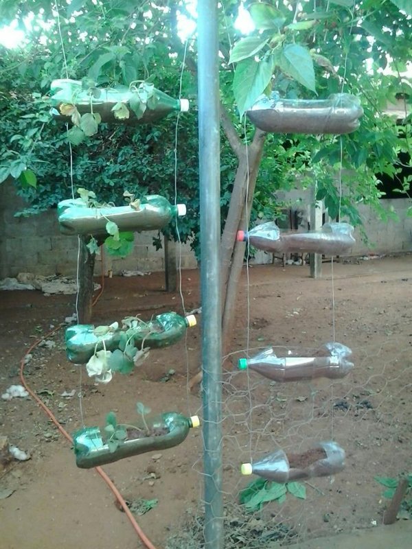 horta com garrafa pet e arame horta com garrafa pet e arame