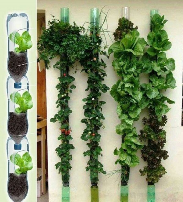 horta com garrafa pet vertical horta com garrafa pet vertical